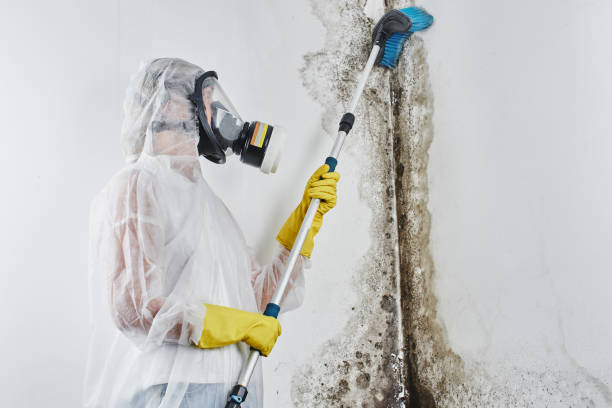 Best Attic Mold Remediation in Duquesne, MO