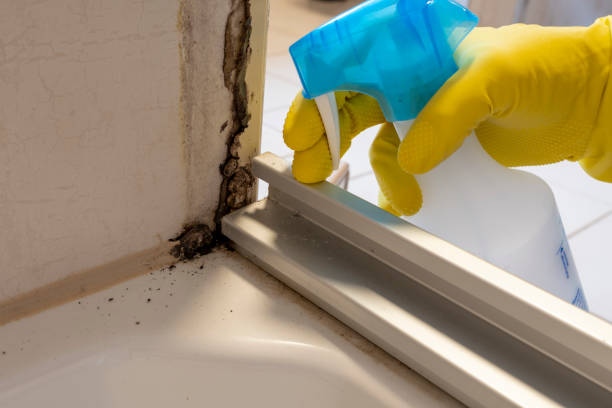 Best Post-Flood Mold Remediation in Duquesne, MO