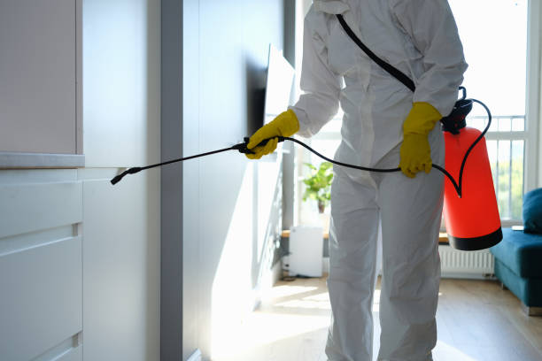 Best White Mold Remediation in Duquesne, MO