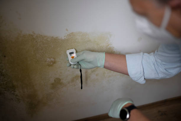 Best Crawl Space Mold Remediation in Duquesne, MO