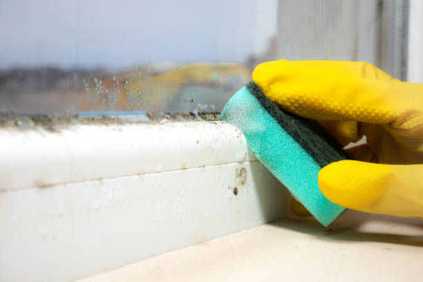 Best Industrial Mold Remediation in Duquesne, MO