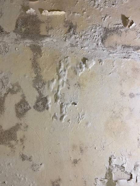 Best White Mold Remediation in Duquesne, MO