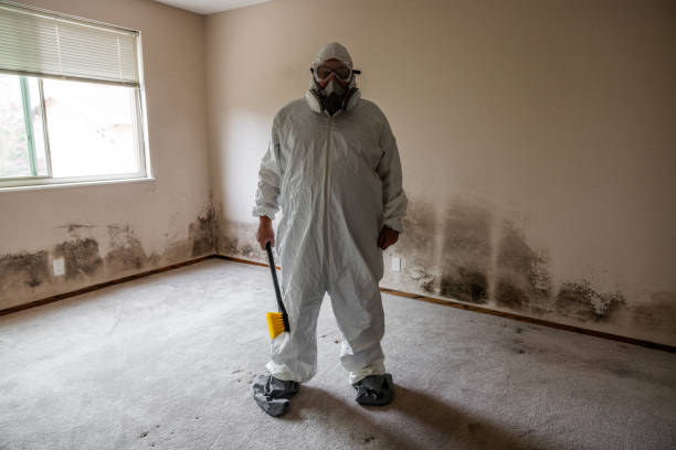 Best Residential Mold Remediation in Duquesne, MO